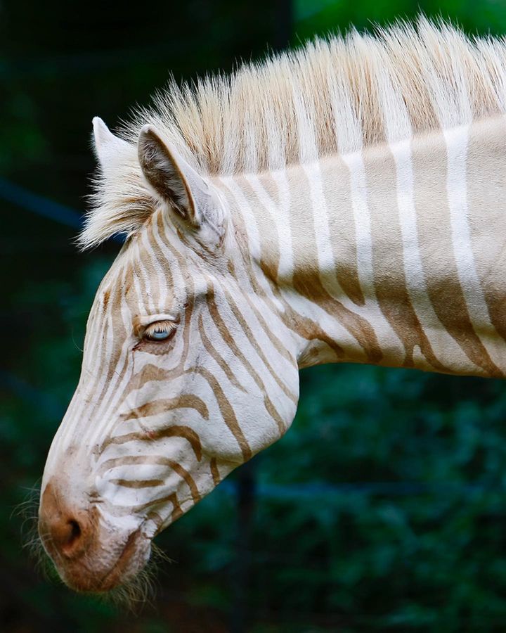 Zoe, The Golden Zebra